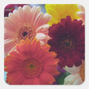 Adesivo Quadrado Gerbera Daisy Flowers Art Sticker Decretos
