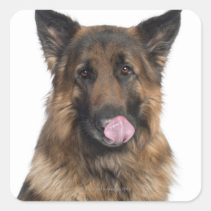 Adesivo Quadrado German shepherd