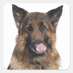 Adesivo Quadrado German shepherd