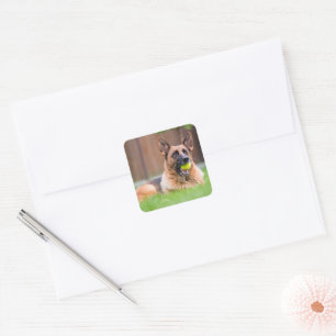 Adesivo Quadrado German shepherd Com Bola De Tênis