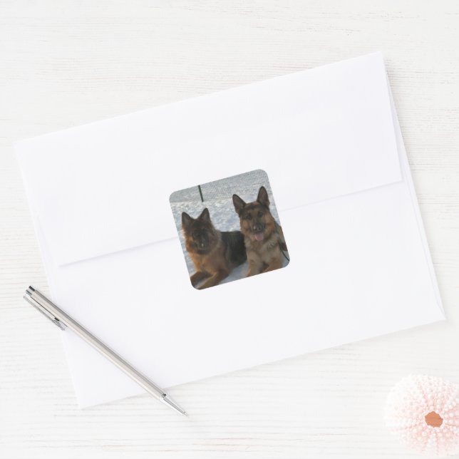 Adesivo Quadrado German Shepherd Group In Snow (Envelope)