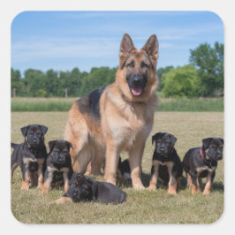 Adesivo Quadrado German shepherd personalizável com uppies adaptáve