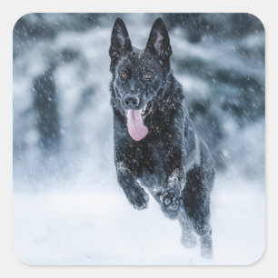 Adesivo Quadrado German shepherd preto no Cobrir da escova de neve