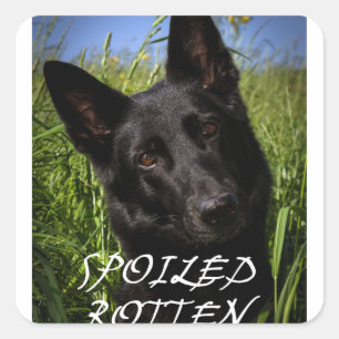 Adesivo Quadrado german shepherd preto podre estragado