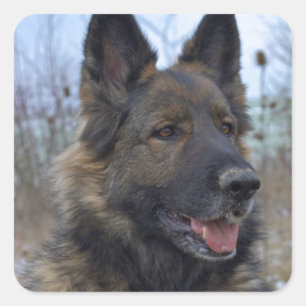 Adesivo Quadrado German shepherd Preto-selado lindo