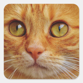 Adesivo Quadrado Ginger Cat Square Stickers - Brilhante