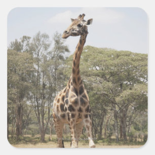 Adesivo Quadrado Girafa 5
