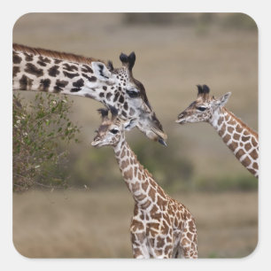 Adesivo Quadrado Girafa Masai (Giraffa tippelskirchi)