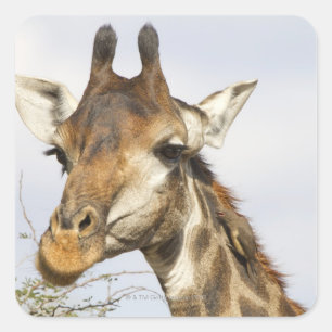 Adesivo Quadrado Girafa, parque nacional de Kruger, África do Sul