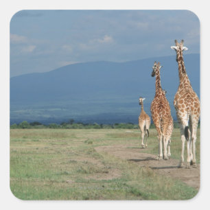 Adesivo Quadrado Girafa reticulada (Girafa camelopardalis) 2