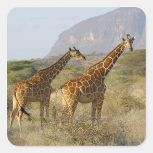 Adesivo Quadrado Girafa somaliano, girafa Reticulated, Giraffa
