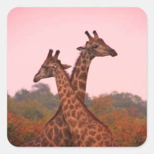 Adesivo Quadrado Girafas em pé em mopani com céu rosa