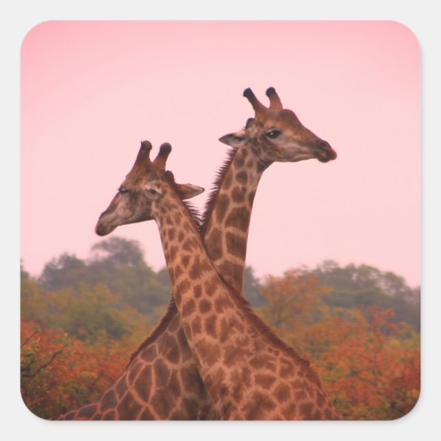 Adesivo Quadrado Girafas em pé em mopani com céu rosa (Frente)