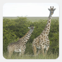 Girafas no Quênia, África 2