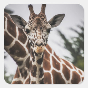 Adesivo Quadrado Giraffe cabeça Giraffe pelo animal impressão afric