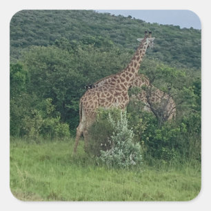 Adesivo Quadrado Giraffe Sticker