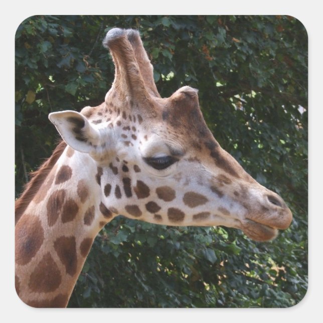 Adesivo Quadrado Giraffe Stickers (Frente)