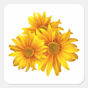 Adesivo Quadrado Girasóis Amarelos Florais Casamento de Verão Count