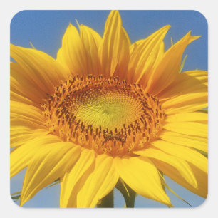 Adesivo Quadrado Girassol Amarelo