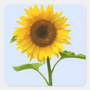 Adesivo Quadrado Girassol Amarelo Floral Céu Azul Flores