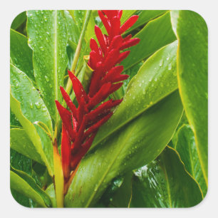 Adesivo Quadrado Glistening Red Ginger Flower and Rain-Kissed Leave