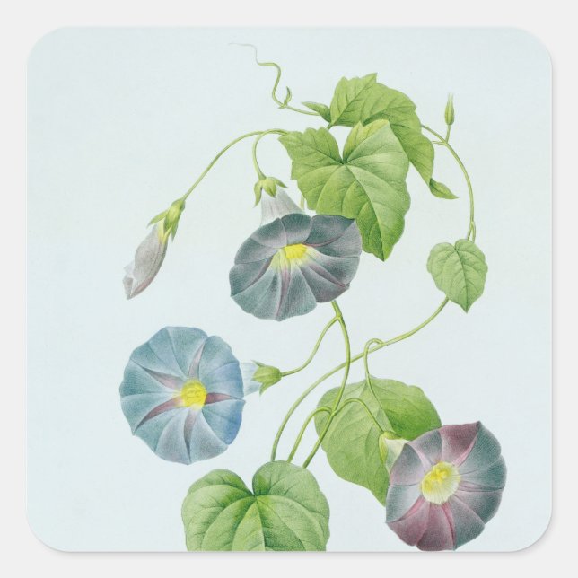 Adesivo Quadrado Glória da Manhã (Frente)