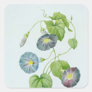 Adesivo Quadrado Glória da Manhã