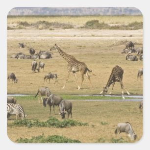 Adesivo Quadrado Gnu, Zebras e Girafas