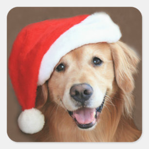 Adesivo Quadrado Golden retriever com chapéu do papai noel