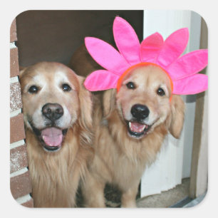 Adesivo Quadrado Golden retriever com o Headband cor-de-rosa da