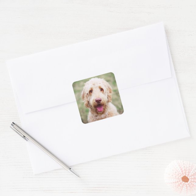 Adesivo Quadrado Goldendoodle sorrindo (Envelope)