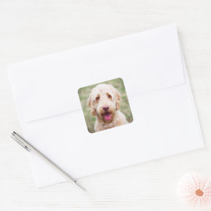 Adesivo Quadrado Goldendoodle sorrindo
