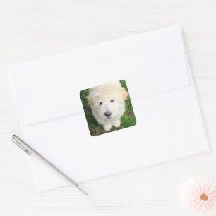 Adesivo Quadrado Goldendoodododle Puppy Olhando Para A Câmera
