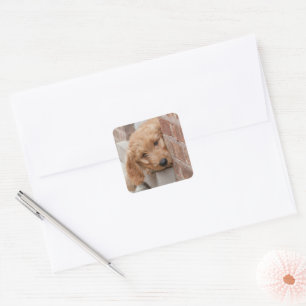 Adesivo Quadrado Goldendoodododle Puppy Pupeking