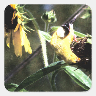 Adesivo Quadrado Goldfinch