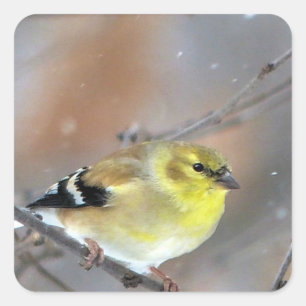 Adesivo Quadrado Goldfinch