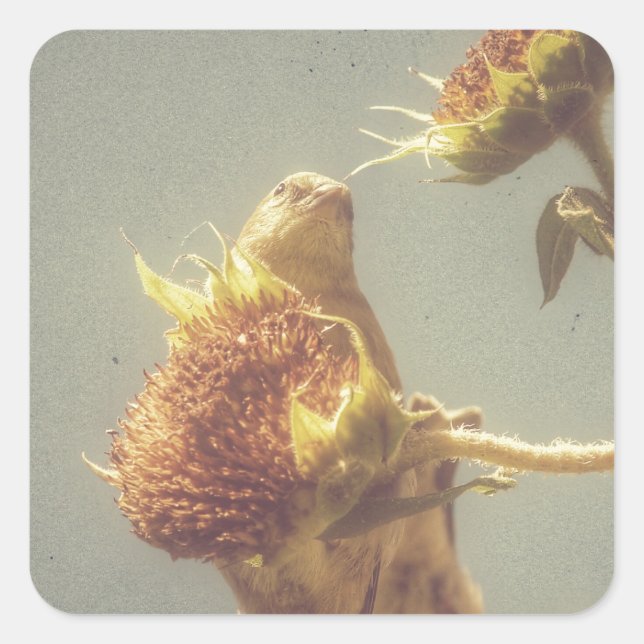 Adesivo Quadrado Goldfinch (Frente)