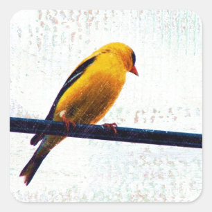 Adesivo Quadrado Goldfinch em uma linha eléctrica