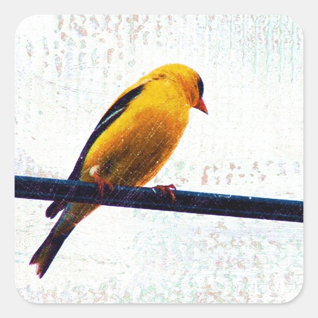 Adesivo Quadrado Goldfinch em uma linha elétrica (Frente)