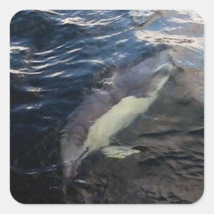 Adesivo Quadrado Golfinho Comum Natação Vida Selvagem Marinha Arte 