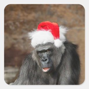 Adesivo Quadrado Gorila Biddy com um Chapéu Festivo de Natal
