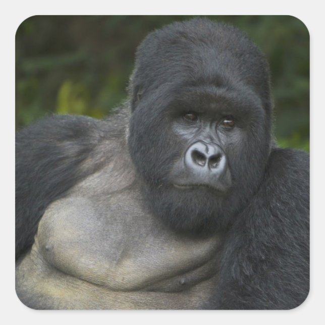Adesivo Quadrado Gorila da Montanha e Silverback (Frente)