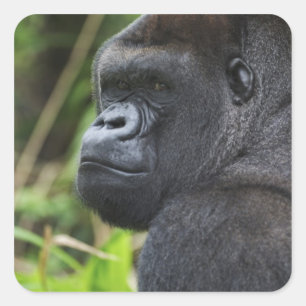 Adesivo Quadrado Gorila-de-costas-silverback cativo