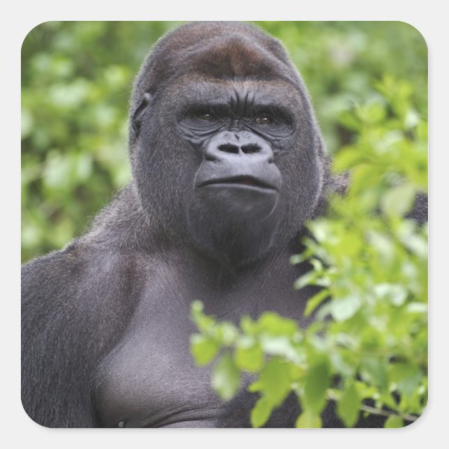 Adesivo Quadrado Gorila-de-terra-plana Silverback, Gorilla gorilla, (Frente)