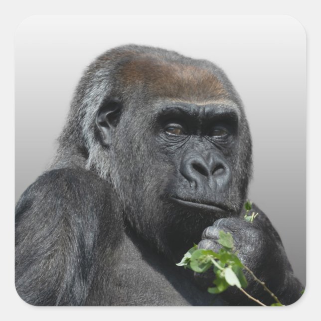 Adesivo Quadrado Gorilla Asante Classic (Frente)