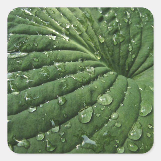 Adesivo Quadrado Gotas de chuva no Hosta Leaf Stickers (Frente)