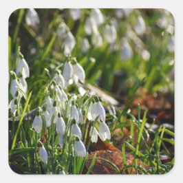 Adesivo Quadrado Gotas de neve