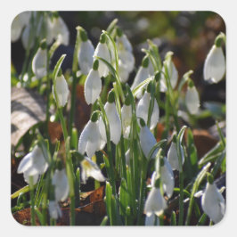 Adesivo Quadrado Gotas de neve