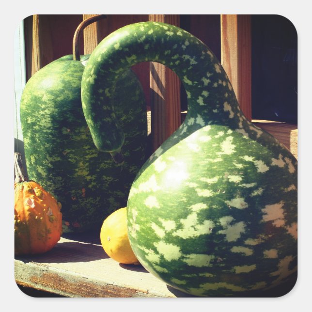 Adesivo Quadrado Gourds Natureza Gourds Gigante (Frente)