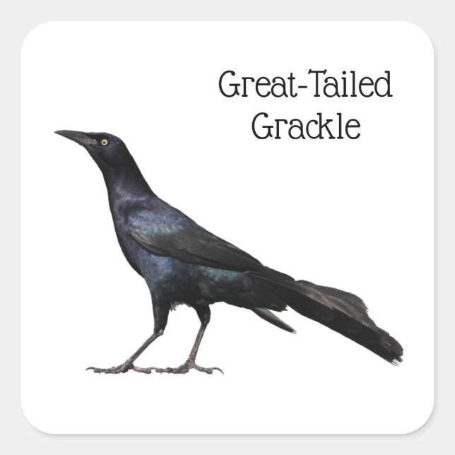 Adesivo Quadrado Grackle Com Altura excelente (Frente)